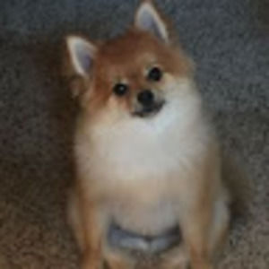 Meet your Posher, Ice